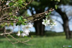 桜咲く 1/3