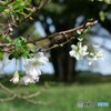 桜咲く 1/3