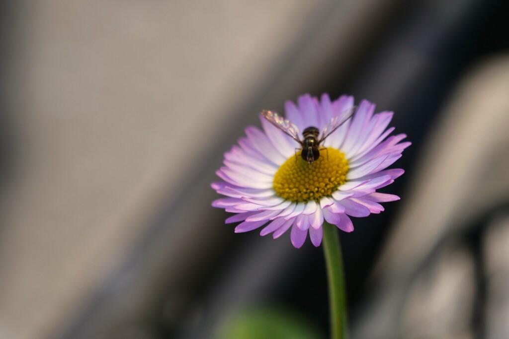 花一輪に虫一匹