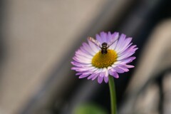 花一輪に虫一匹