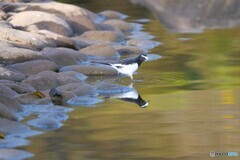 静かな池で