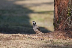 朝散歩する鳥たち