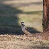 朝散歩する鳥たち