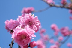 桃色