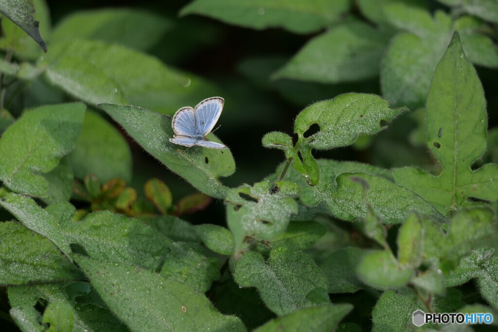 人知れず生きる　