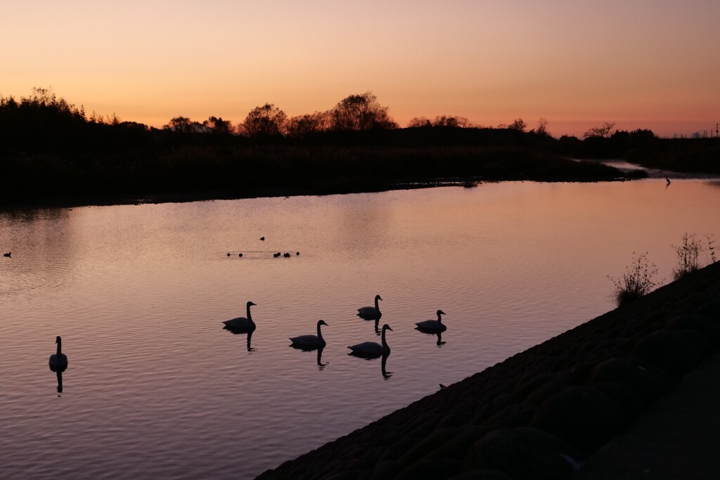 夜明けの鳥たち