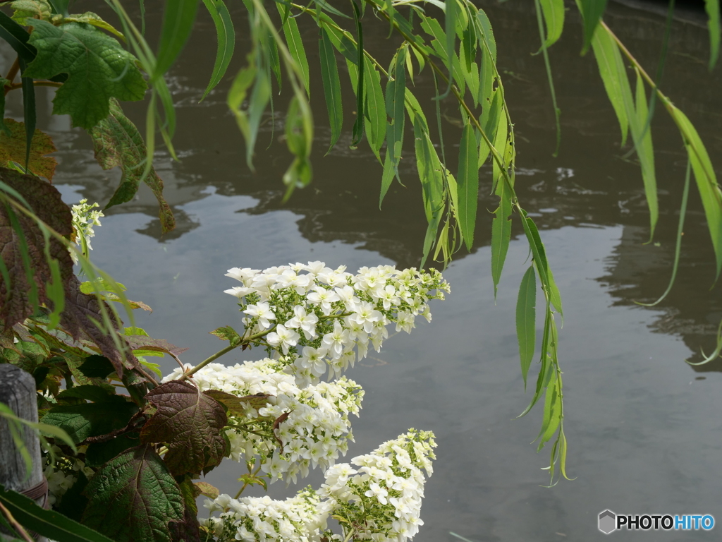 巴波川の柏葉紫陽花