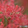 お洒落な彼岸花