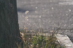 気になる存在