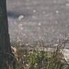 気になる存在
