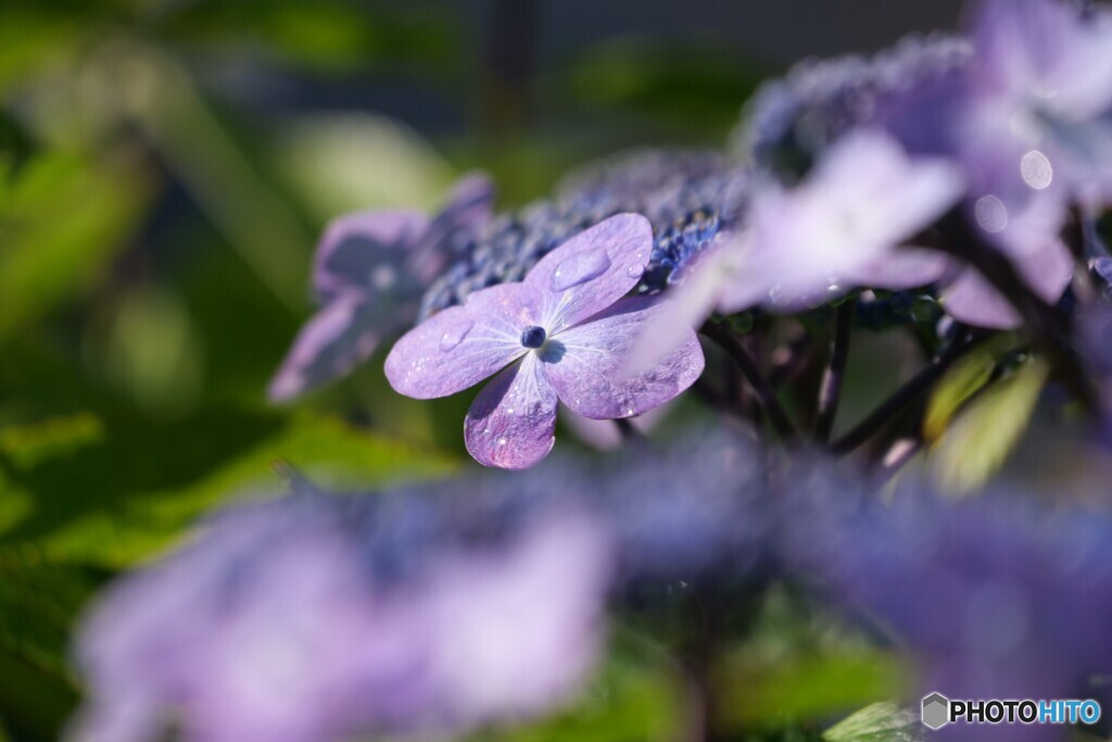 装飾花