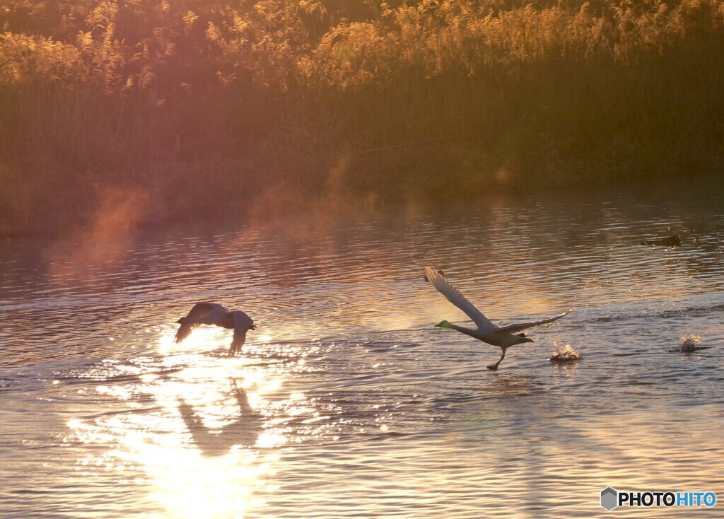 朝日を受けながら
