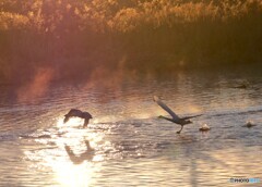 朝日を受けながら