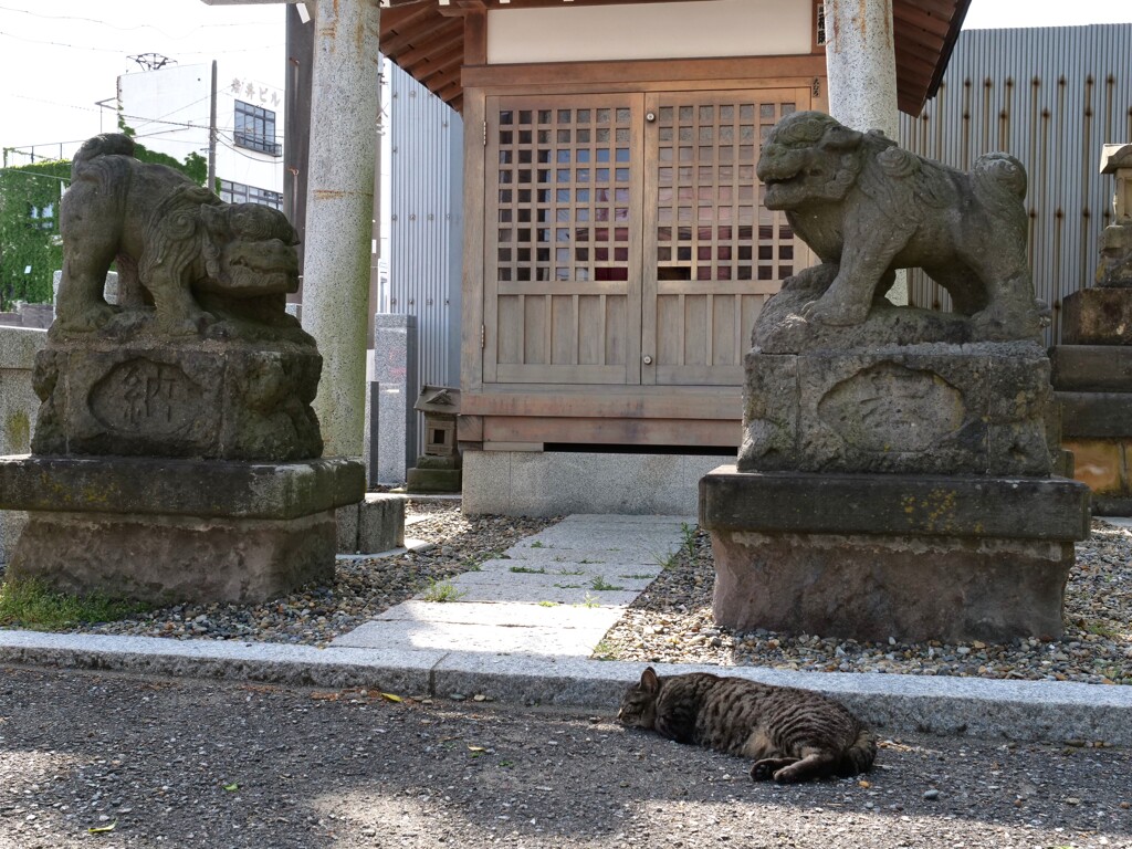 狛犬と猫