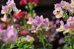 お花たち