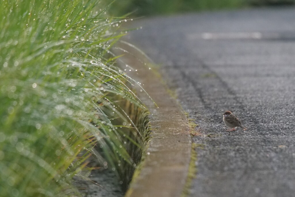 散歩道にて