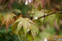 通り雨のあとに