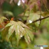 通り雨のあとに