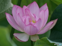 蓮の花 ４