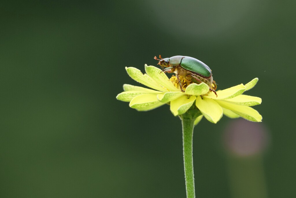 黄金虫 黄金虫 by check03 （ID：13089691） - 写真共有サイト:PHOTOHITO