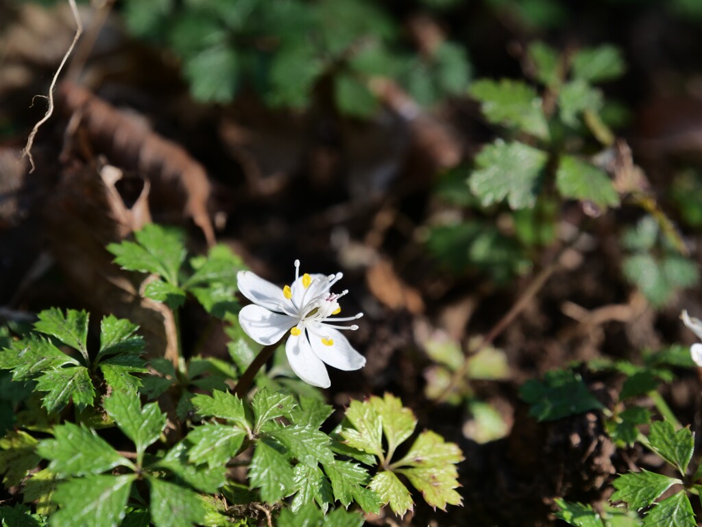 梅花黄蓮
