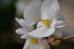 白無垢のような花