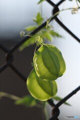成長