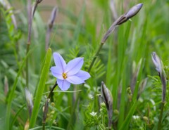 道端の花