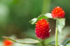 公園の花たち 3