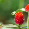 公園の花たち 3