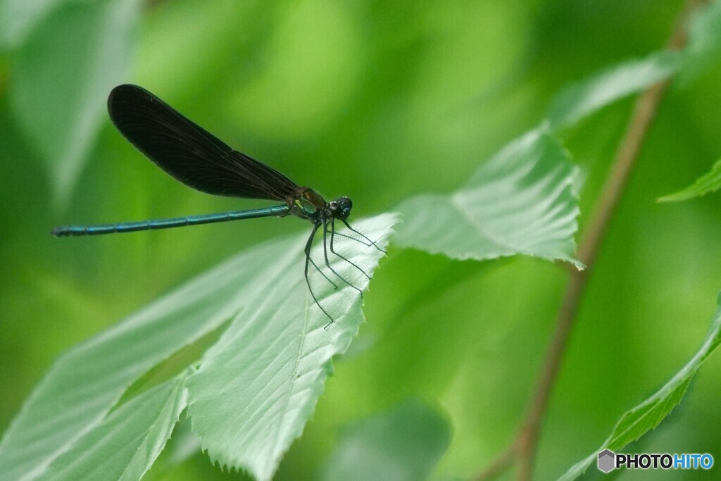 羽黒蜻蛉