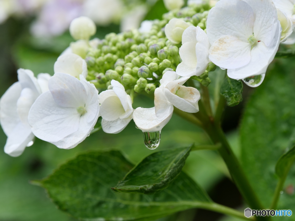 紫陽花