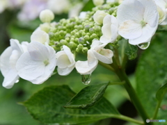 紫陽花