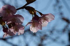 花の宿命　そして運命の出会い