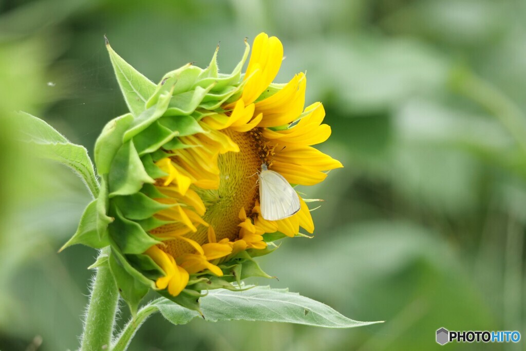 petit bonheur by check03 （ID：13114059） - 写真共有サイト