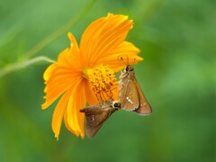 キバナコスモスと昆虫たち