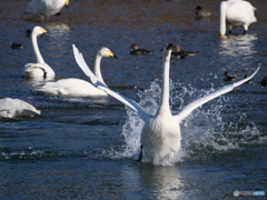 はしゃぐ白鳥さん