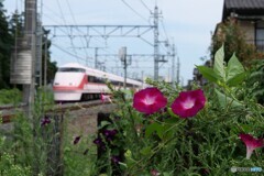 線路沿いに咲く