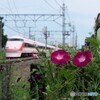 線路沿いに咲く