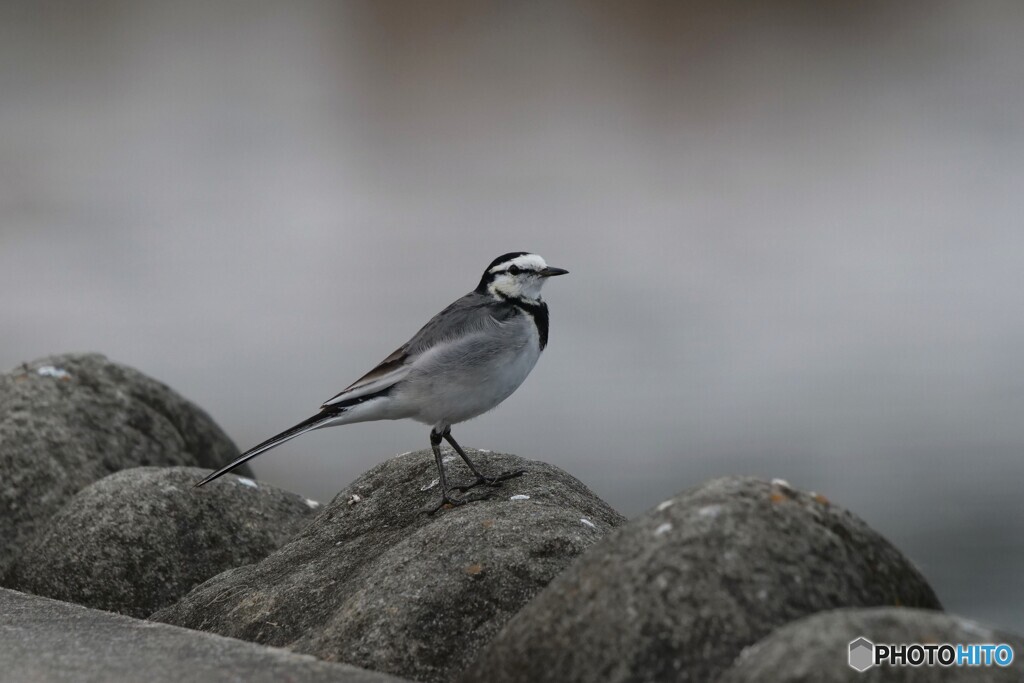 昨日見た野鳥 2/2