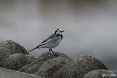 昨日見た野鳥 2/2