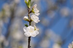 真白き桃の花