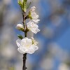 真白き桃の花