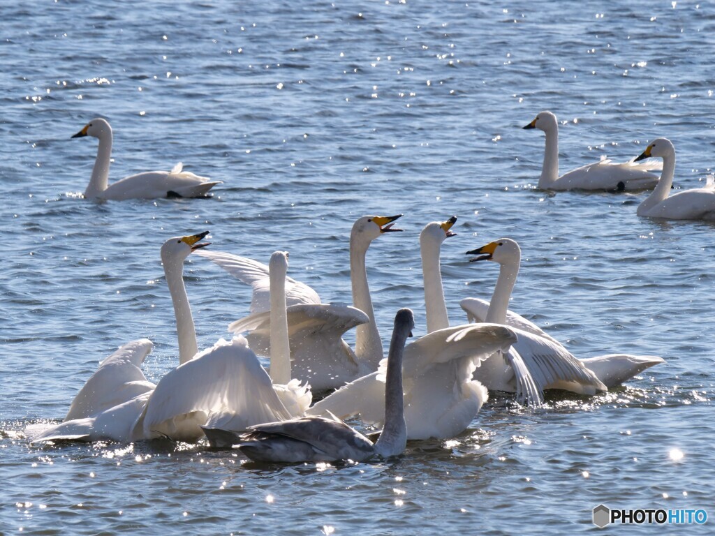 ♬ 小鳥はとっても歌が好き～