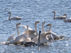 ♬ 小鳥はとっても歌が好き～