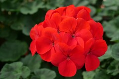 紅い花