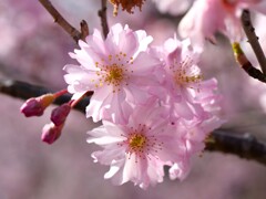 魅了する桜