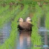 シンメ鳥ー