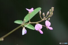 可愛い花だけど