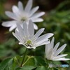 可憐な白い花 